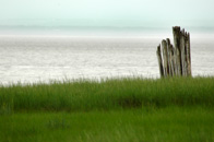 Where Marsh Meets the Sea