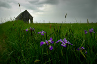 Purple in the Fields